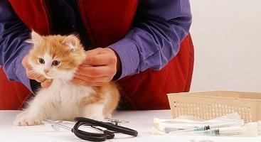 När ska man vaccinera en kattunge, och när inte?