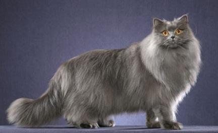 Fantastiska brittiska Longhair-katter
