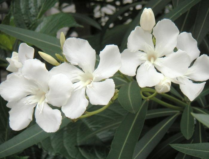 Aromatisk oleander. Hemvård