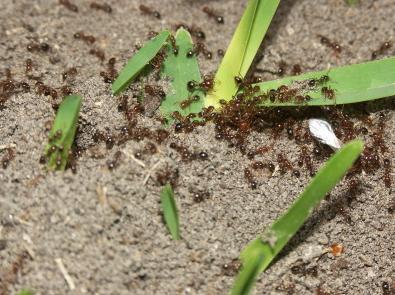 Kämpar myror: folkliga vägar