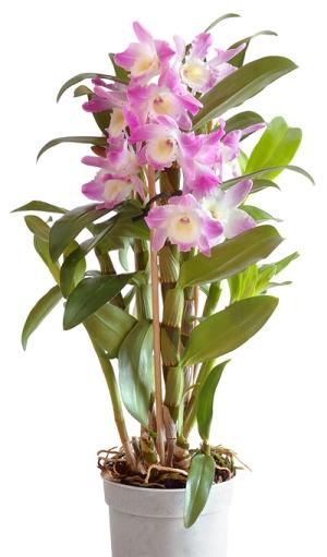 orkidé hemma dendrobium