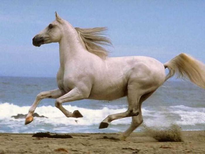 Drömtolkning: varför drömmer en häst?