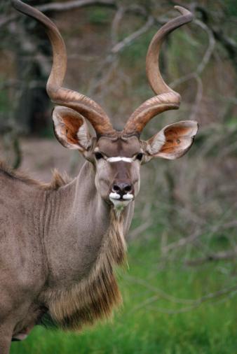 Typ av antilop