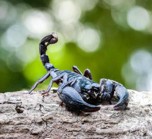 Vad äter skorpioner i naturen och terrarium?