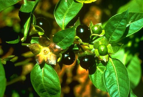 Läkemedel Nights växter: Mandrake och belladonna