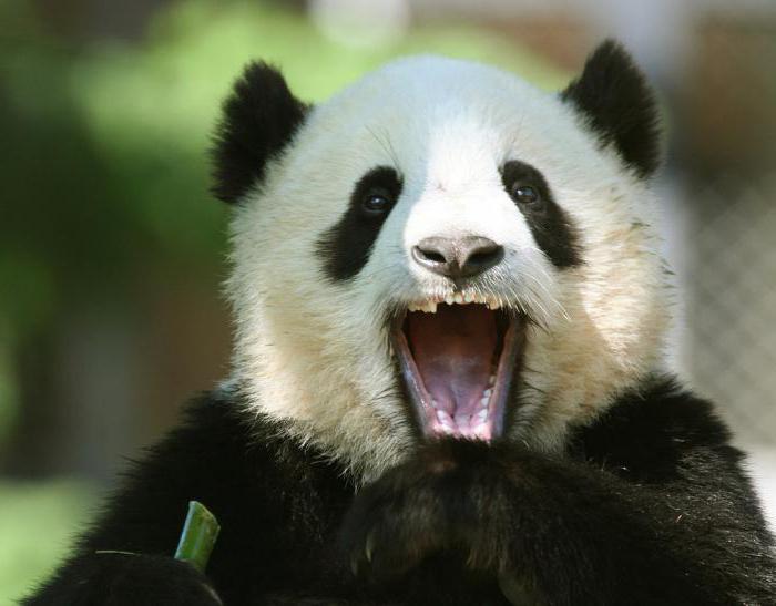 Hur många tänder har en stor och liten panda?