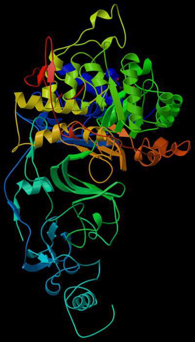 egenskaper av enzymproteiner