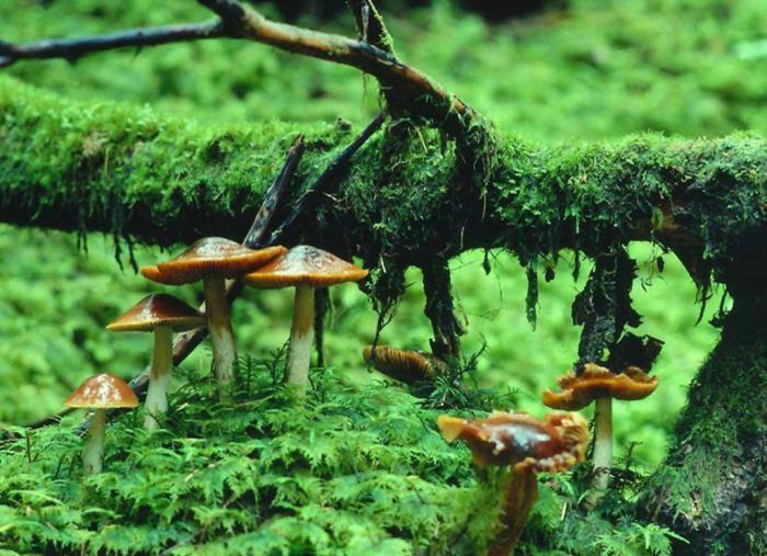 Intressanta fakta om svampar. Varför skilde svampen in i ett oberoende kungarike?