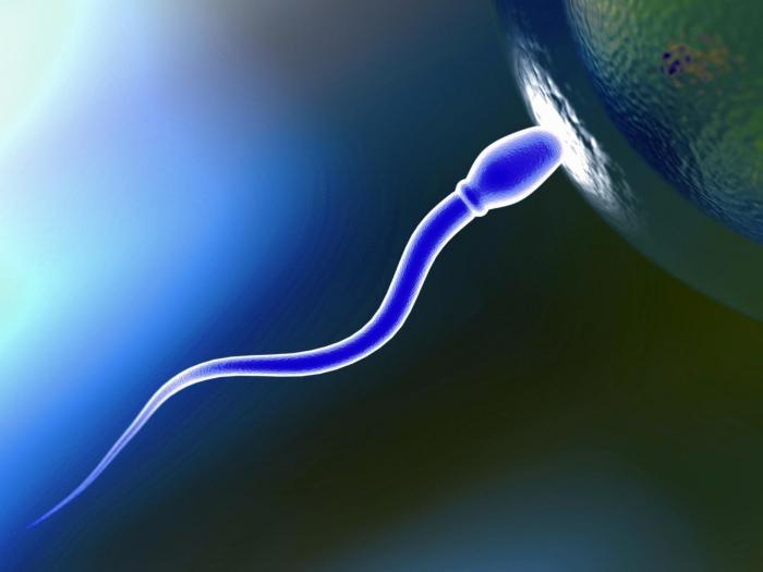 Agglutination i spermogram: vad ska man göra?