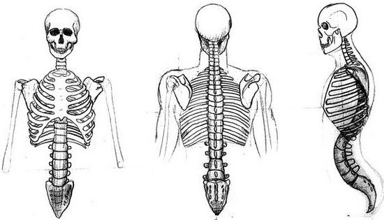 Struktur och funktioner hos det mänskliga skelettet. Skelettens struktur